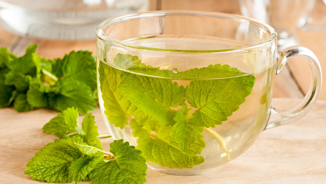 Lemon balm: Advantages and Applications