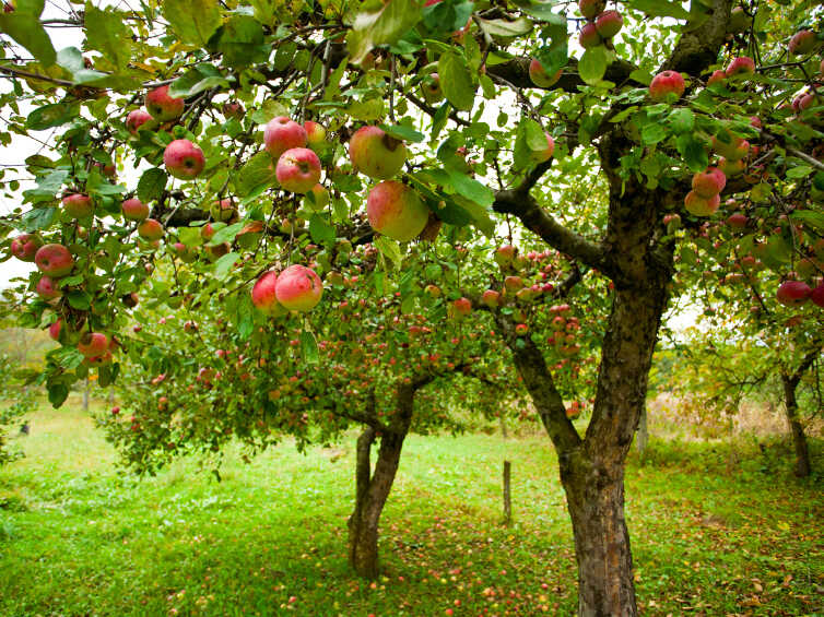 Science-Backed Apple Cider Vinegar Health Benefits