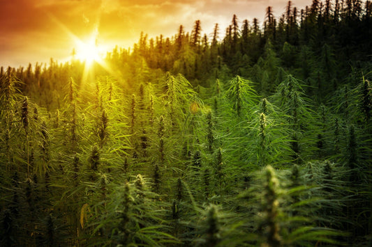 Hemp: Overview